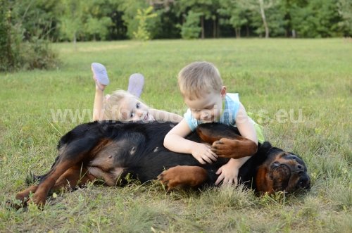 Matriel pour Rottweiler