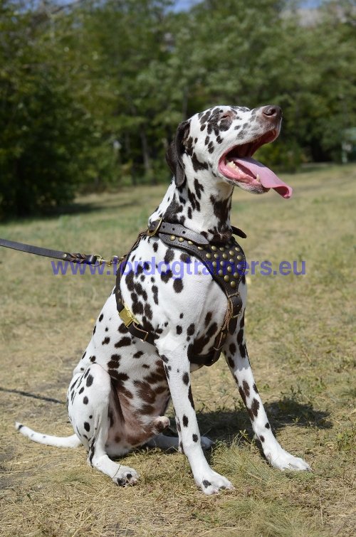 Harnais de promenade et de formation pour Dalmatien