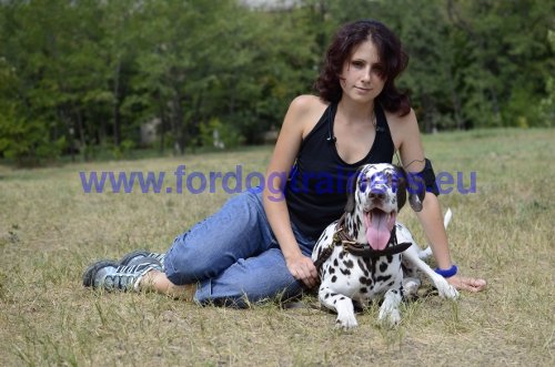 Apprendre les rappels à son Dalmatien