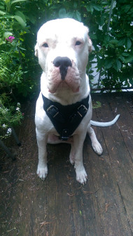 Training Harness for Dogo Argentino [H1###1057 Pettorina universale in pelle naturale per Dogo argentino]