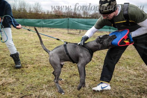 Bite
Builder for Pitbull