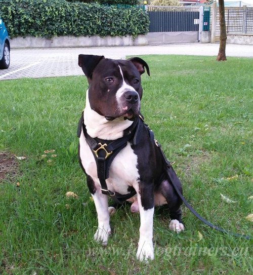 Attack Leather Harness for Amstaff