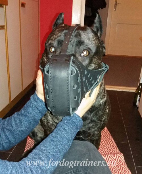 Best Dog Muzzle to Prevent Biting Leather