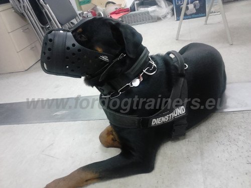 Rottweiler Attacke Training Maulkorb aus Leder