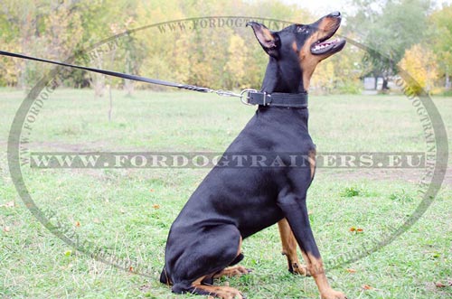 Padded Collar for Protection Dog Work