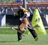 Professional Dog Training: Attack
