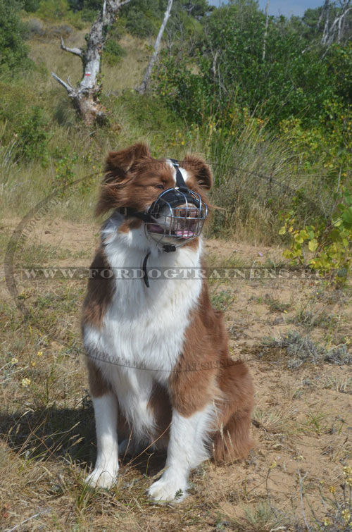 Wire Basket Muzzle for Shepherd Dogs