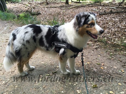 Quality Training Harness for Shepherd