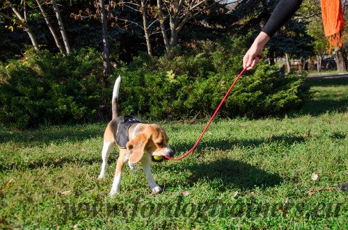 Hundeball aus Gummi perfekt