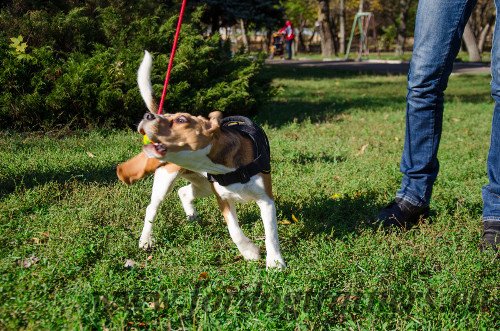 Palla di 5 cm per  Beagle