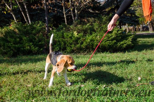 Palla con corda di 40 cm per Beagle