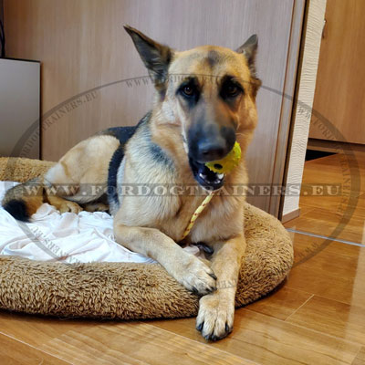 Balle en caoutchouc dur pour chien avec corde