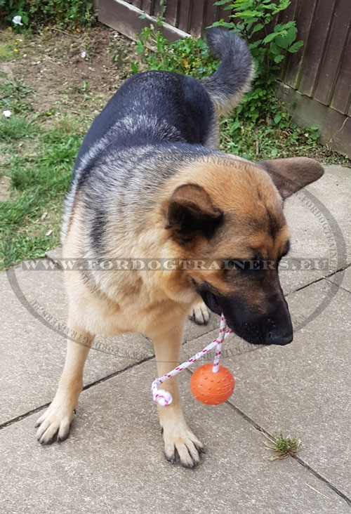 Balle caoutchouc pour chien Berger Allemand