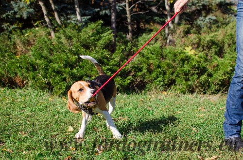 Palla di gomma naturale per Beagle