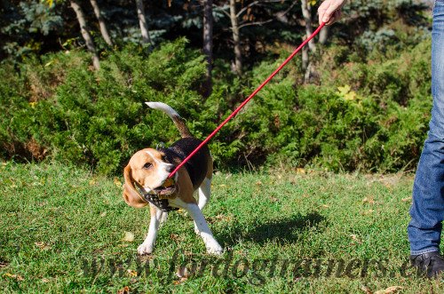 Balle en caoutchouc pour Beagle