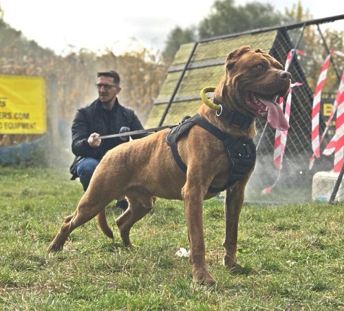 Super Attack Dog Collar for Bandog