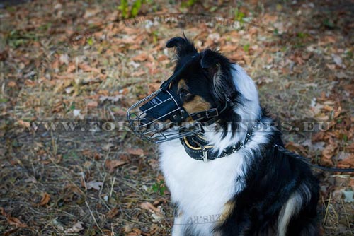 Multifunctional Basket Muzzle for Collie