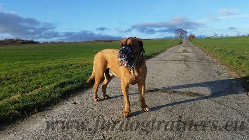 Muselière métallique pour
Boerboel Mastiff bien ventilée