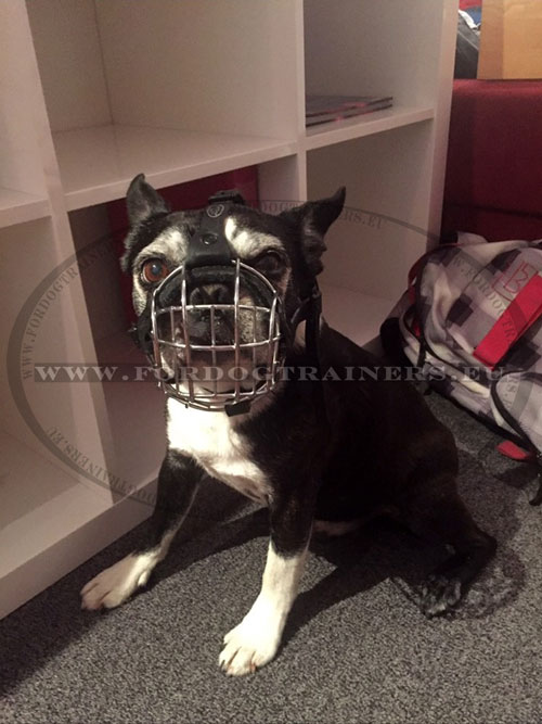 What Size Muzzle for Boston Terrier Choose