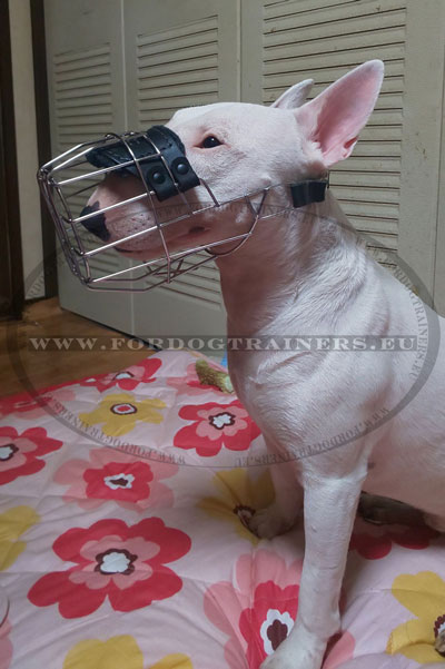 Muzzle Bull Terrier Wire Basket