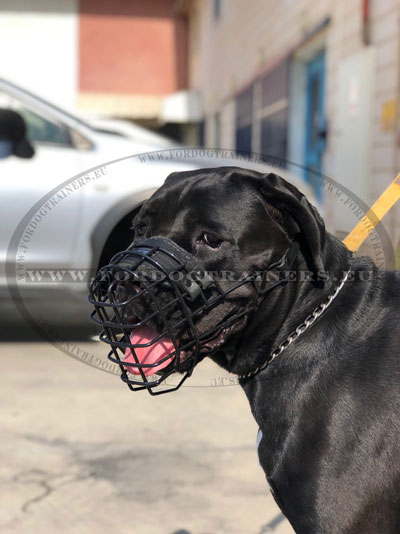 Dog Muzzle for Cane Corso with Rubber Coating