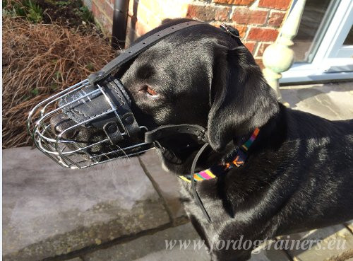 Metal
Muzzle for Medium Dog