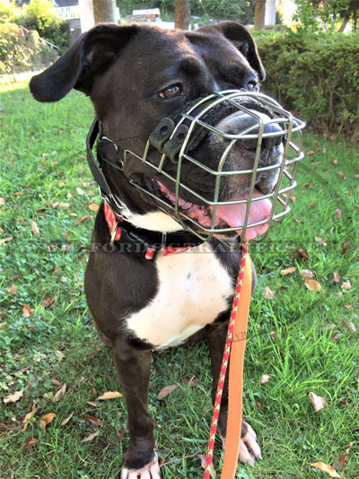Wire Basket Muzzle for Pitbull