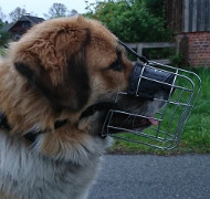 Metalen Kooi Muilkorf voor Kaukasische Herder [M4###1057]