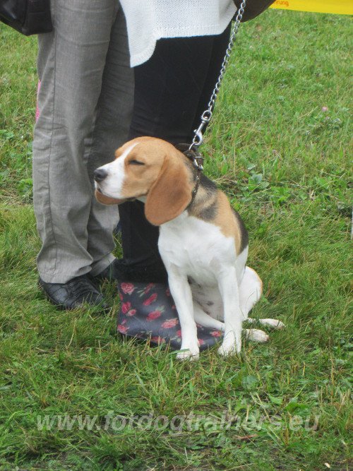 Beagle Hound Dog