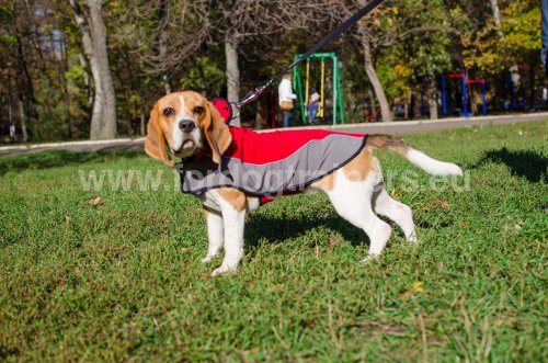 Harnais en polyester / Manteau d'hiver pour chien - Beagle