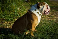 Dekoriertes Lederhalsband fuer Englische Bulldogge