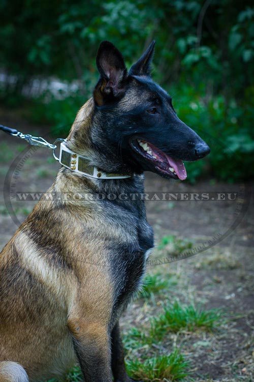 Plated White Collar for Belgian Malinois