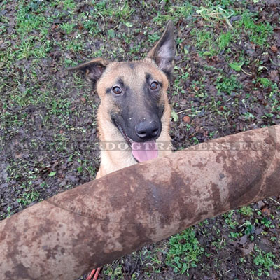 Training Large Dogs Leather Pad