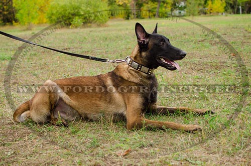 A Belgian Malinois Dog Collar with Spikes and Plates