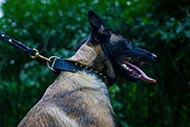 Collier tendance pour Malinois Clous Dors & Cuir