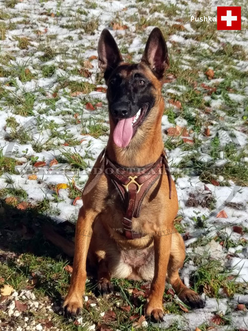 Leather Harness for Belgian Malinois Handcrafted