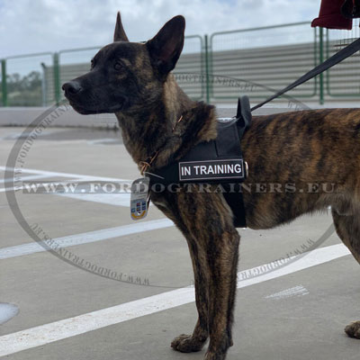 Belgian Malinois Training Gear Harness with Patches