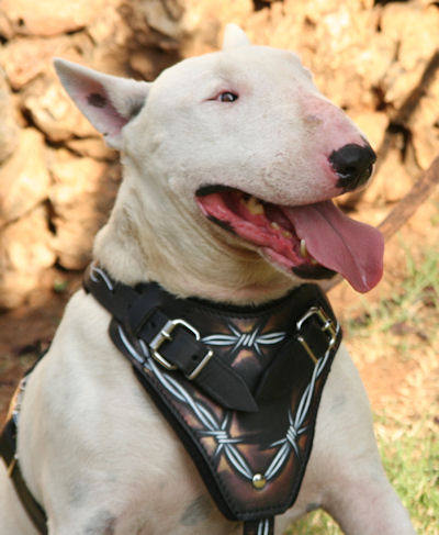 best designer custom leather dog harness