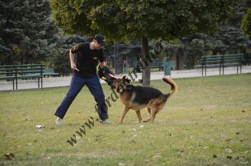 Concours de sport canin - protection