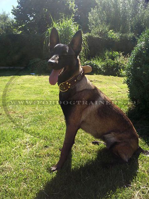 Walking Collar with Braids for Belgian Malinois