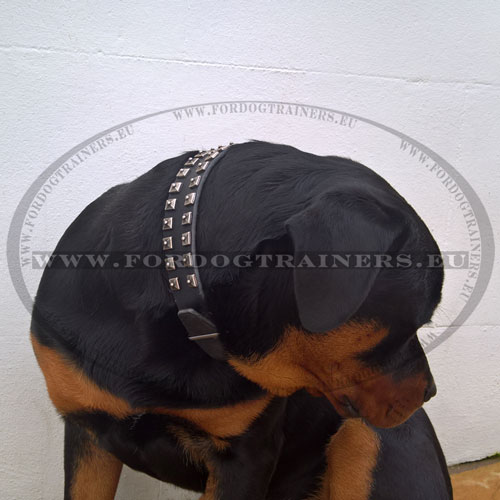 Studded Black Leather Collar for Rottweiler