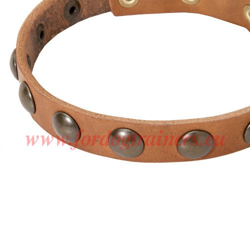 3/4
inch Dog Collar