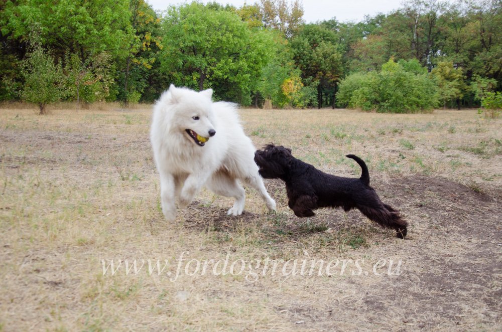 can a boxer and a samoyed be friends