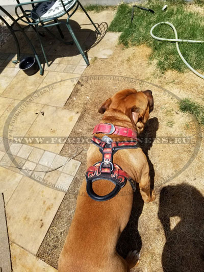 Leather Dog Harness for Molosser Dog