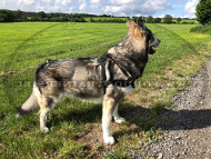 Professionelles Trainingsgeschirr fr Australian Schferhund