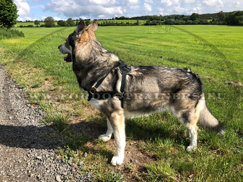 Aussie Best Leather Harness