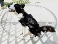 Honden Tuig Licht van Gewicht | Trek/Opsporings Tuig ◆ [H6###1057 Pettorina da lavoro in nylon per Border Collie]