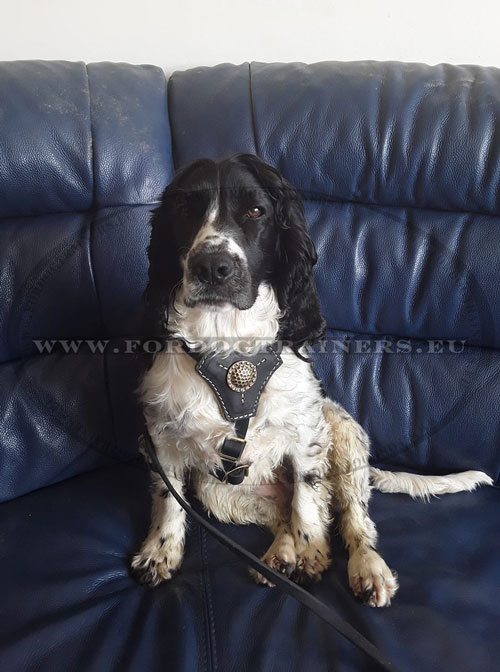 Dog Harness with Felt Padding for Spaniel