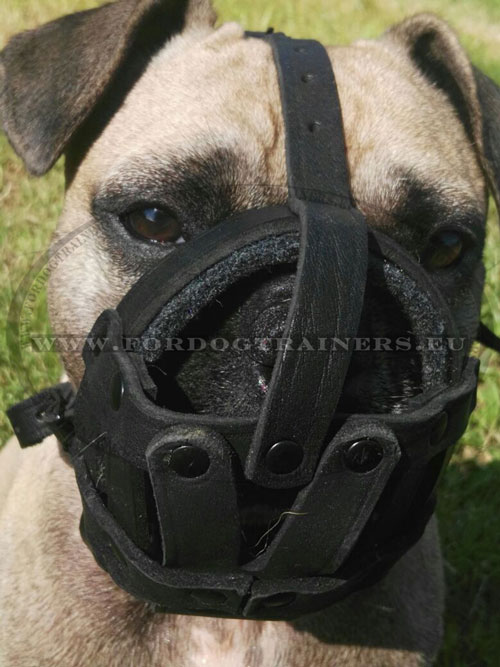 Small Bulldogs Leather Muzzle