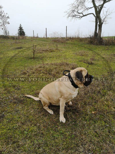 English Mastiff Leather Collar with Handle